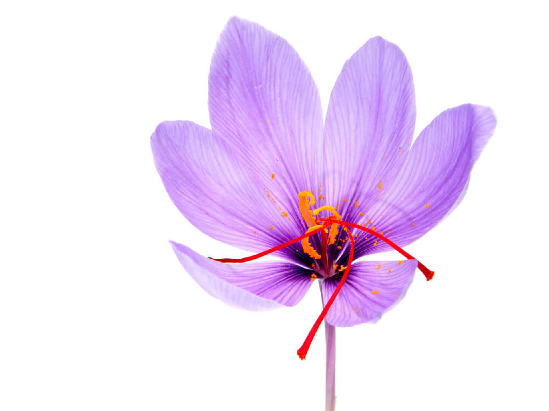 Safranblüte (Crocus sativus) mit roten Stempeln, Ursprung des kostbaren Safrangewürzes, Reinheit garantiert Safranblüte (Crocus sativus) mit roten Stempeln, Ursprung des kostbaren Safrangewürzes, Reinheit garantiert