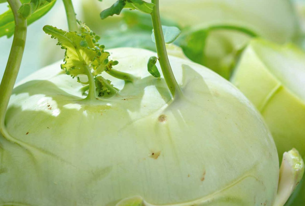 ASMO KÜCHEN Obst und Gemüse Kohlrabi