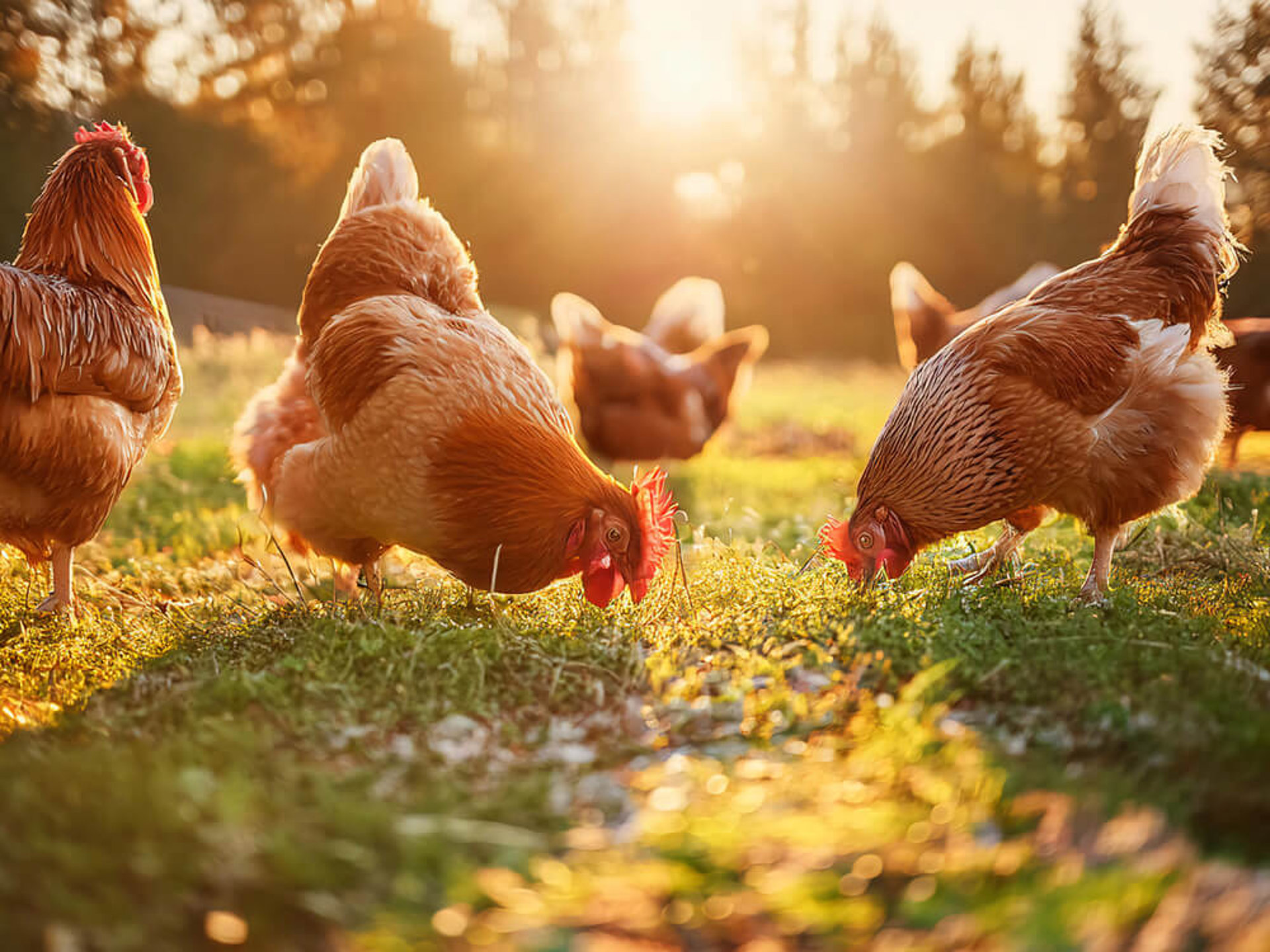 ASMO KÜCHEN Life Hack Frische Eier Check