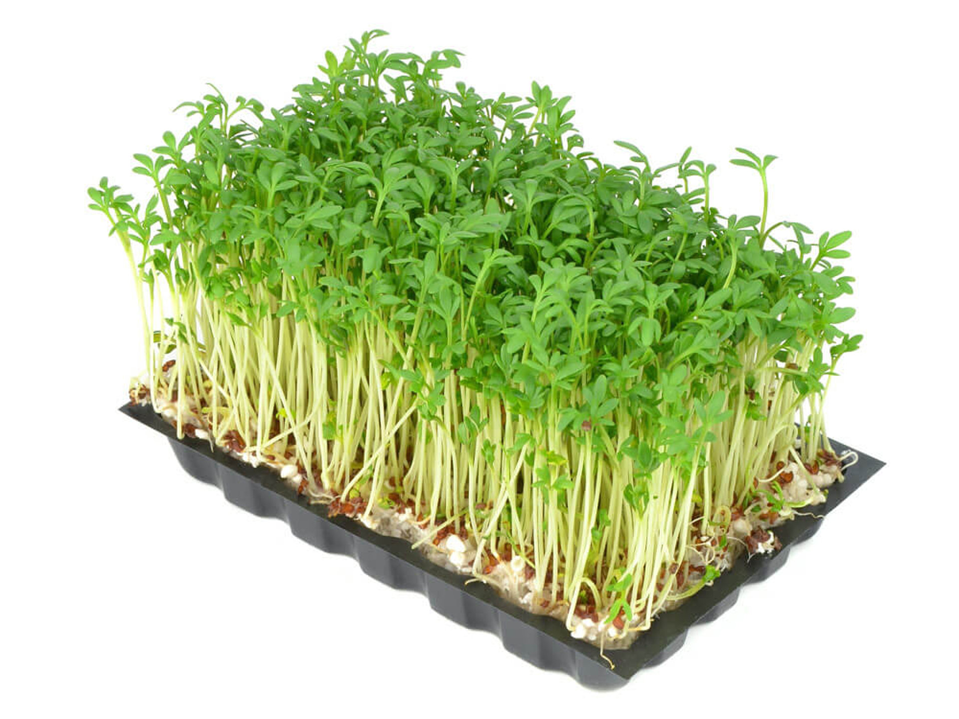 Schwarzer Plastik-Boden mit frisch gewachsener Gartenkresse, dichte, grüne Blätter und helle Stiele