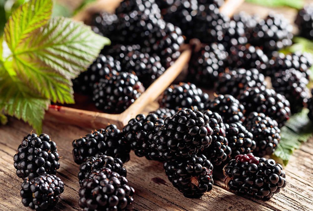 Frische Brombeeren mit grünen Blättern zum ASMO KÜCHEN Ratgeber über Brombeeren
