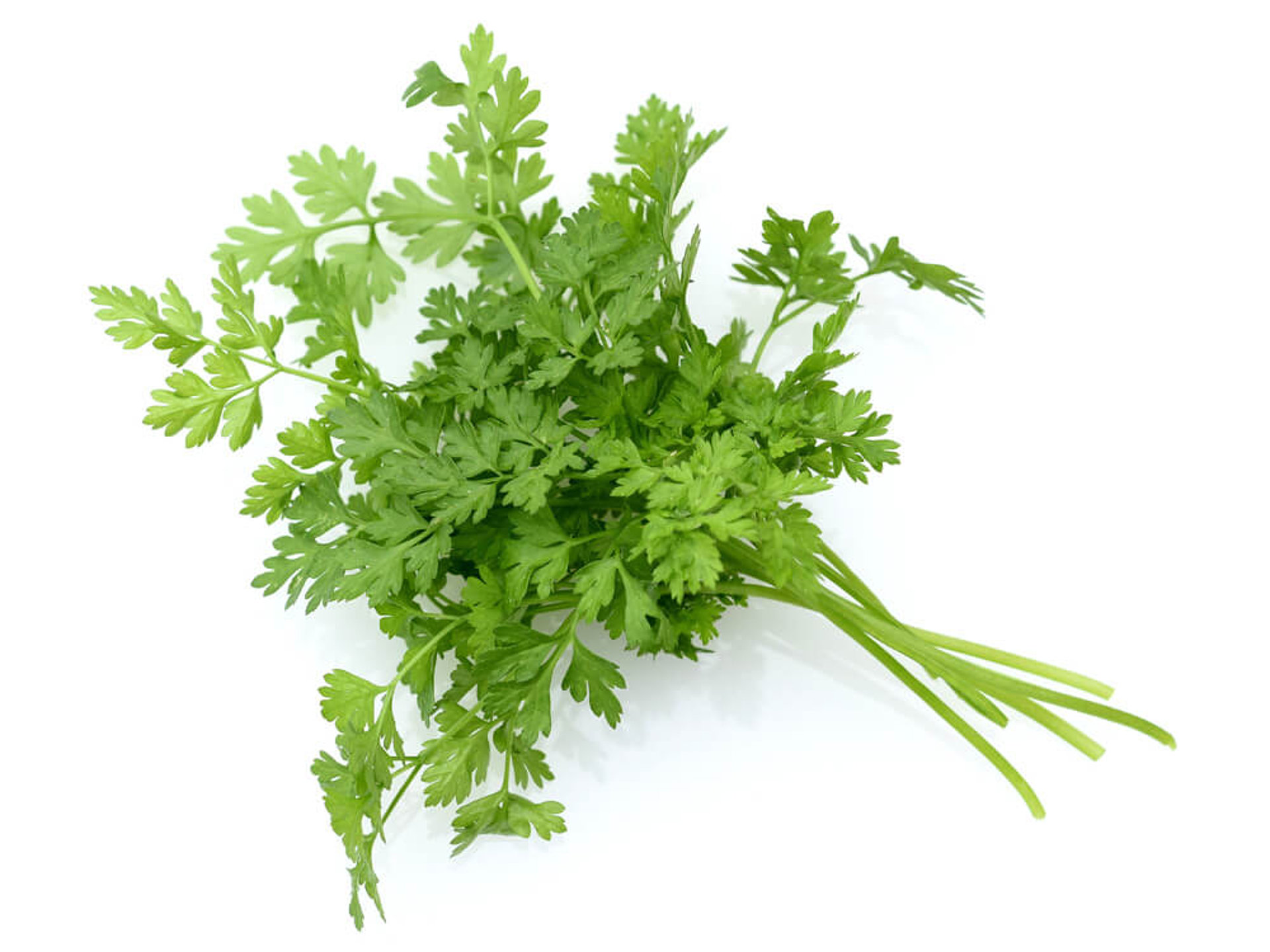 ASMO KÜCHEN Obst und Gemüse Kerbel