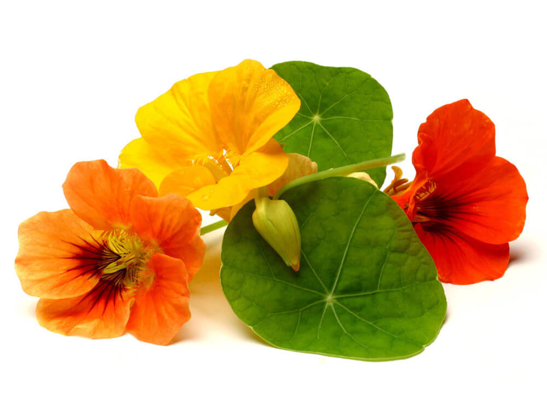 Leuchtend rote und gelbe Kapuzinerkresse-Blüten und -Blätter als essbare Dekoration für Salate